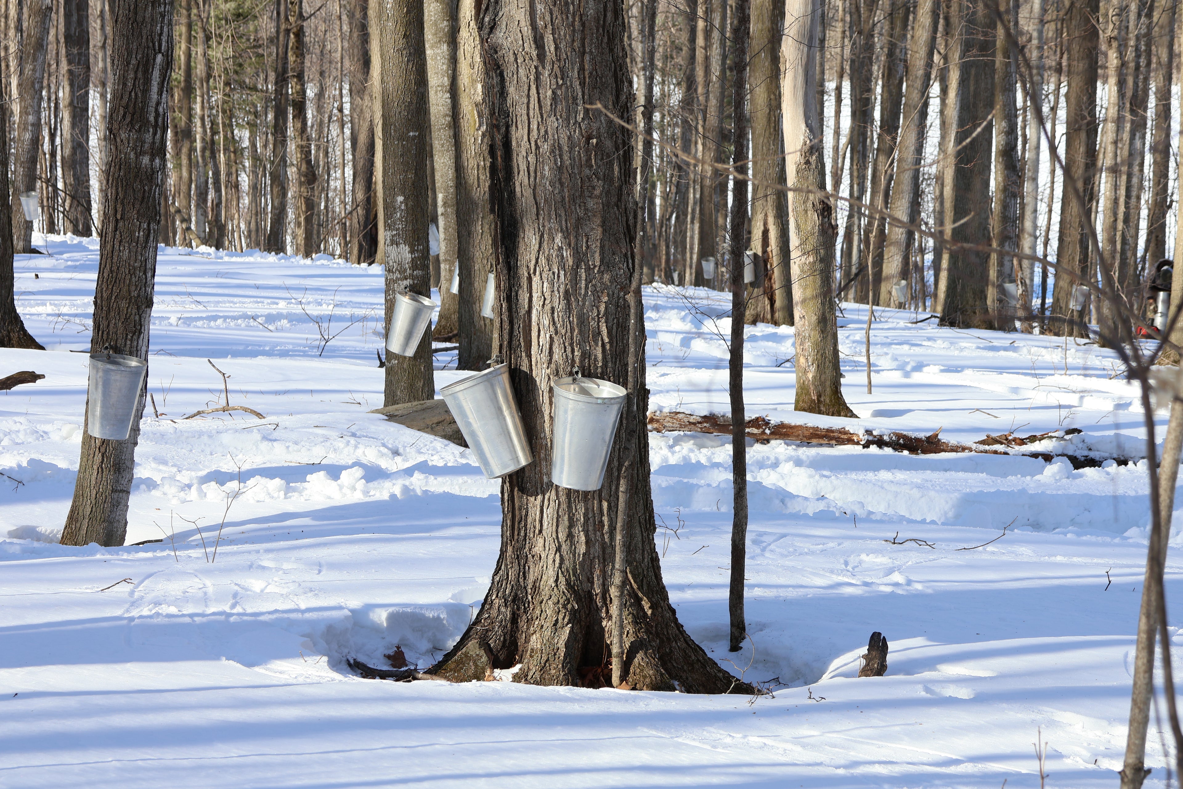 Tall trees in a snowy forest with metal buckets attached for collecting sap.