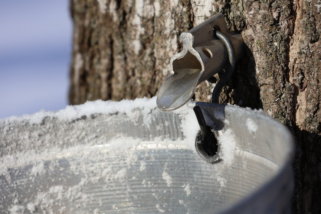 Metal tap attached to a tree trunk with a bucket collecting sap, set against a natural outdoor background.