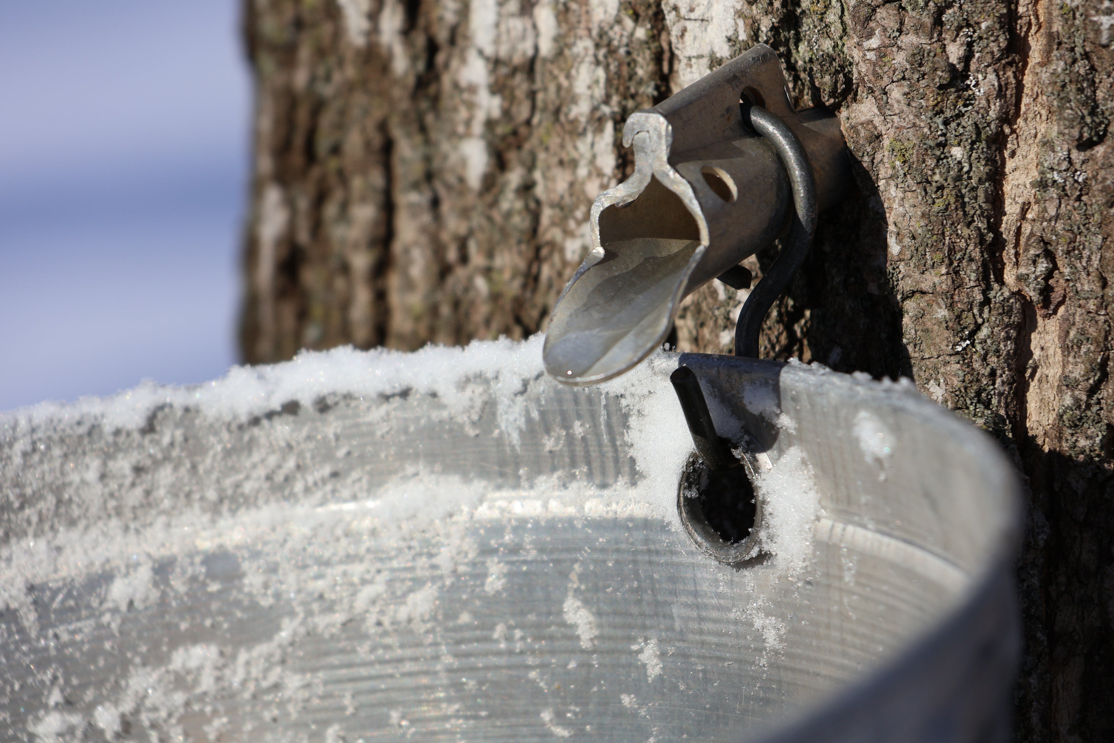 Metal tap attached to a tree trunk with a bucket collecting sap, set against a natural outdoor background.